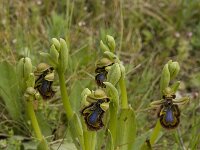Ophrys speculum 19, Saxifraga-Willem van Kruijsbergen