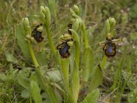 Ophrys speculum 21, Saxifraga-Willem van Kruijsbergen