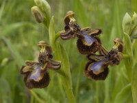 Ophrys speculum 31, Saxifraga-Jan van der Straaten