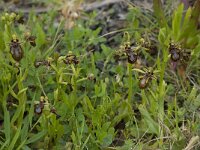 Ophrys speculum 61, Saxifraga-Willem van Kruijsbergen