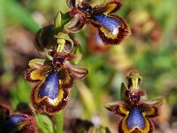 Ophrys speculum 83, Saxifraga-Hans Dekker