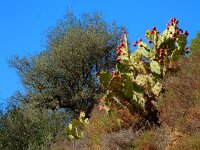 Opuntia dillenii 4, Saxifraga-Ed Stikvoort