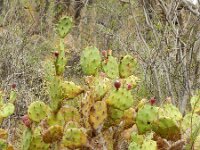 Opuntia dillenii 7, Saxifraga-Rutger Barendse