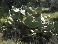 Opuntia ficus-indica 7, Saxifraga-Willem van Kruijsbergen