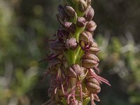 Orchis anthropophora 14, Poppenorchis, Saxifraga-Willem van Kruijsbergen