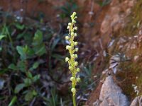 Orchis anthropophora 20, Poppenorchis, Saxifraga-Hans Dekker