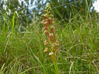 Orchis anthropophora 50, Poppenorchis, Saxifraga-Hans Grotenhuis