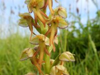 Orchis anthropophora 57, Poppenorchis, Saxifraga-Ed Stikvoort