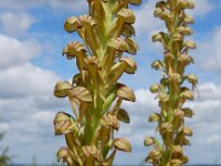 Orchis anthropophora 60, Poppenorchis, Saxifraga-Ed Stikvoort