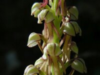Orchis anthropophora 62, Poppenorchis, Saxifraga-Ed Stikvoort