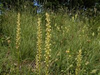 Orchis anthropophora 64, Poppenorchis, Saxifraga-Ed Stikvoort