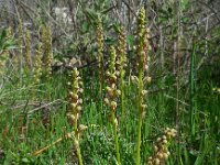 Orchis anthropophora 65, Poppenorchis, Saxifraga-Ed Stikvoort