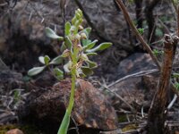 Orchis anthropophora 69, Poppenorchis, Saxifraga-Ed Stikvoort