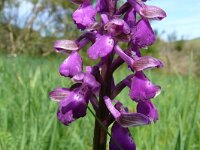Orchis champagneuxii 19, Saxifraga-Hans Grotenhuis