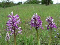 Orchis militaris 20, Soldaatje, Saxifraga-Jan Willem Jongepier