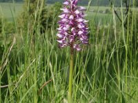 Orchis militaris 21, Soldaatje, Saxifraga-Jan Willem Jongepier