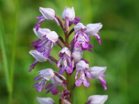 Orchis militaris 32, Soldaatje, Saxifraga-Bart Vastenhouw