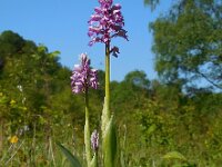 Orchis militaris 45, Soldaatje, Saxifraga-Ed Stikvoort