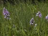 Orchis militaris 7, Soldaatje, Saxifraga-Marijke Verhagen