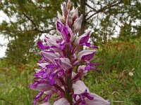 Orchis militaris 73, Soldaatje, Saxifraga-Hans Grotenhuis