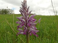Orchis militaris 74, Soldaatje, Saxifraga-Hans Grotenhuis
