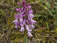 Orchis olbiensis 14, Saxifraga-Willem van Kruijsbergen