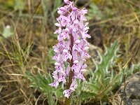 Orchis olbiensis 29, Saxifraga-Jan van der Straaten