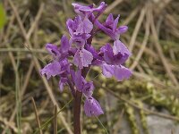 Orchis olbiensis 43, Saxifraga-Willem van Kruijsbergen