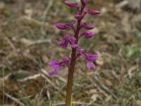 Orchis olbiensis 44, Saxifraga-Willem van Kruijsbergen