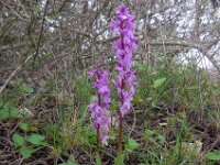 Orchis olbiensis 69, Saxifraga-Ed Stikvoort