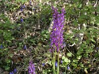 Orchis pinetorum 2, Saxifraga-Dirk Hilbers