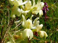 Orchis provincialis 17, Saxifraga-Hans Grotenhuis