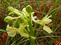Orchis provincialis 21, Saxifraga-Hans Grotenhuis
