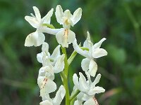 Orchis provincialis 3, Saxifraga-Hans Dekker