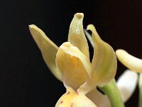 Orchis provincialis 9, Saxifraga-Hans Dekker