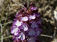 Orchis purpurea 22, Purperorchis, Saxifraga-Willem van Kruijsbergen