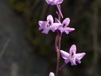 Orchis quadripunctata 12, Saxifraga-Jan van der Straaten