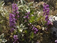 Orchis quadripunctata 13, Saxifraga-Jan van der Straaten
