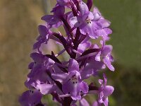 Orchis quadripunctata 14, Saxifraga-Jan van der Straaten