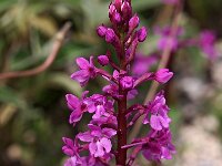 Orchis quadripunctata 16, Saxifraga-Hans Dekker