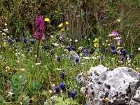 Orchis quadripunctata 17, Saxifraga-Hans Dekker