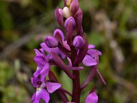 Orchis quadripunctata 20, Saxifraga-Harry Jans