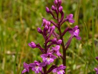Orchis quadripunctata 21, Saxifraga-Harry Jans