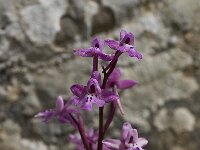 Orchis quadripunctata 4, Saxifraga-Willem van Kruijsbergen