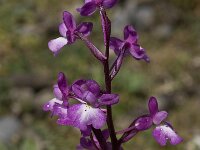 Orchis quadripunctata 7, Saxifraga-Willem van Kruijsbergen