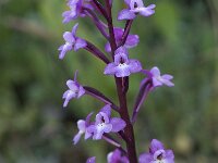 Orchis quadripunctata 8, Saxifraga-Willem van Kruijsbergen