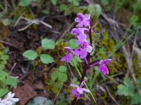Orchis sezikiana 5, Saxifraga-Ed Stikvoort