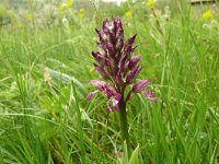 Orchis simia 33, Aapjesorchis, Saxifraga-Hans Grotenhuis