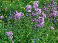 Origanum vulgare 19, Wilde marjolein, Saxifraga-Ed Stikvoort