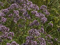 Origanum vulgare 32, Wilde marjolein, Saxifraga-Jan van der Straaten